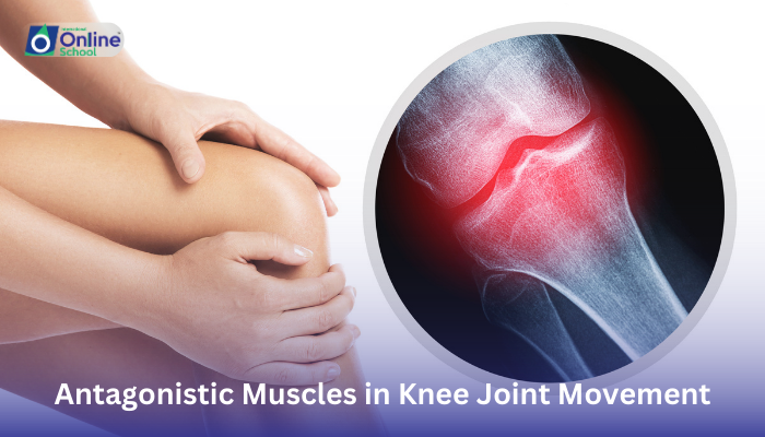 Lesson 12: Antagonistic Muscles in Knee Joint Movement